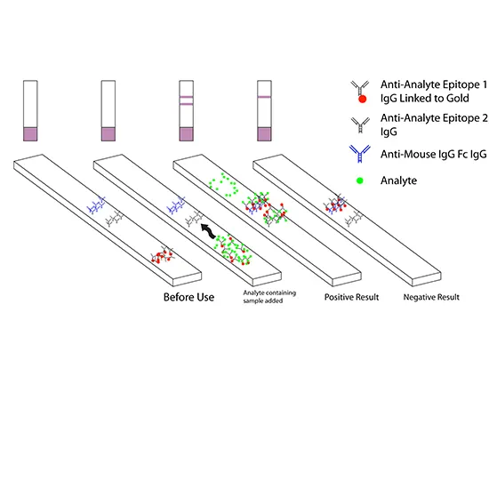 Malaria Antigen Detection (Rapid)
